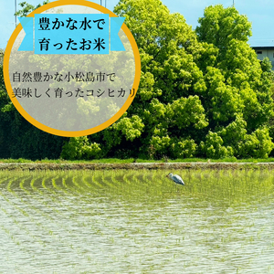 【2026年9月順次発送】令和8年産 新米 白米 2kg 特別栽培米 コシヒカリ