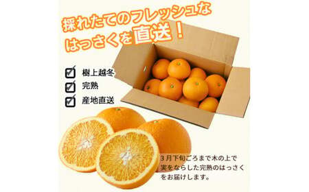 タカじいの 完熟 さつき はっさく家庭用 10kg (M～2Lサイズ) / 八朔 訳あり 和歌山 有田 柑橘 ※2027年4月上旬〜4月下旬に順次発送【krs022-c-10】