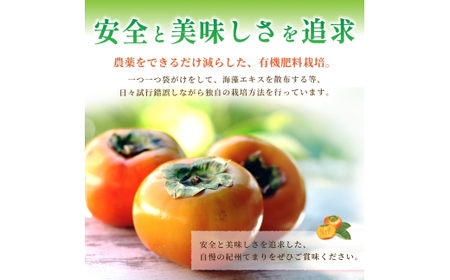 紀州てまり（和歌山県ブランド柿）6～7個入 こだわり農家厳選 先行予約 【2026年10月初旬頃から11月中旬頃順次発送】 / 柿 フルーツ 果物 かき 和歌山 かつらぎ 農家直送 贈答 【kgr029】