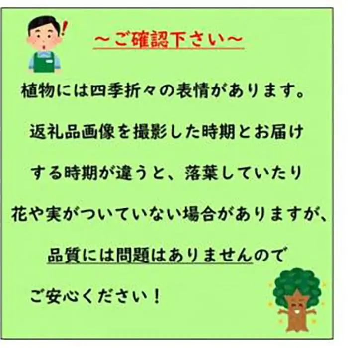 ナチュラルなお庭に　ウエストリンギア　モーニングライト