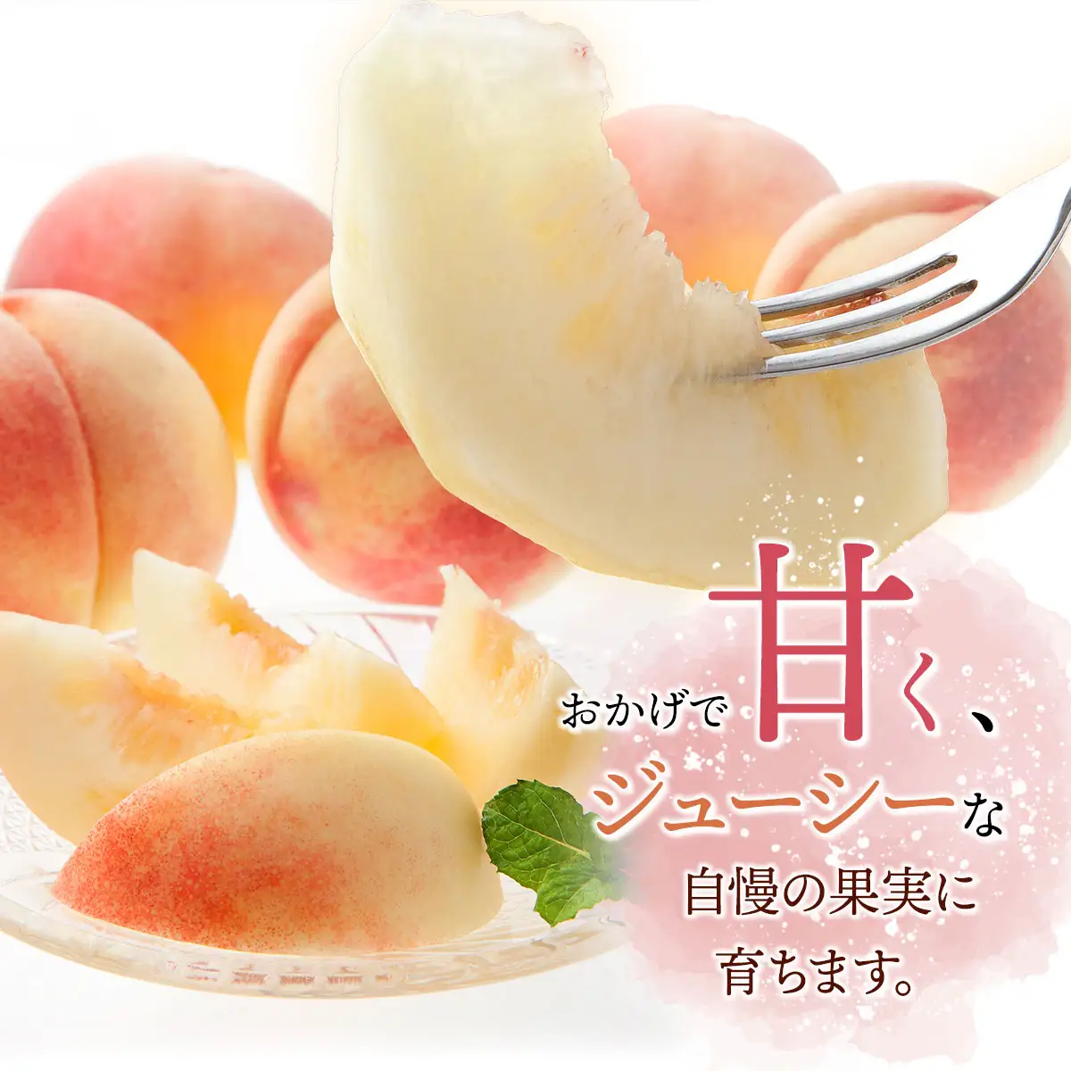 【令和8年産先行予約】 鶴岡市産 桃 (品種おまかせ) 　約2kg　(5～8玉)　くにちゃん農園　K-836
