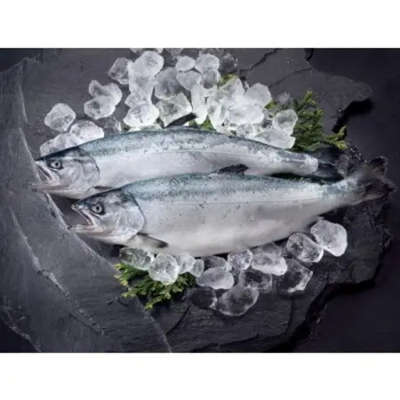 みやぎサーモンお刺身用　2kg【宮城県漁協】【配送不可地域：離島】【1592942】