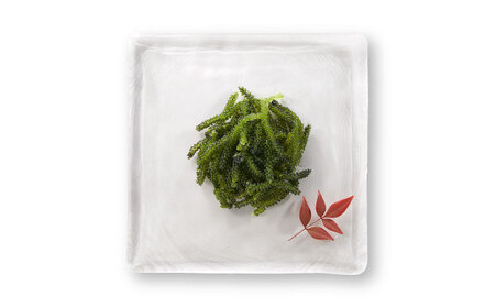 近江海ぶどう 500g[AQBA017]海ぶどう うみぶどう