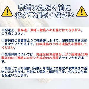 ヘラクレスオオカブト中型オス（120-140mm）【配送不可：北海道・沖縄・離島（一部除く】□