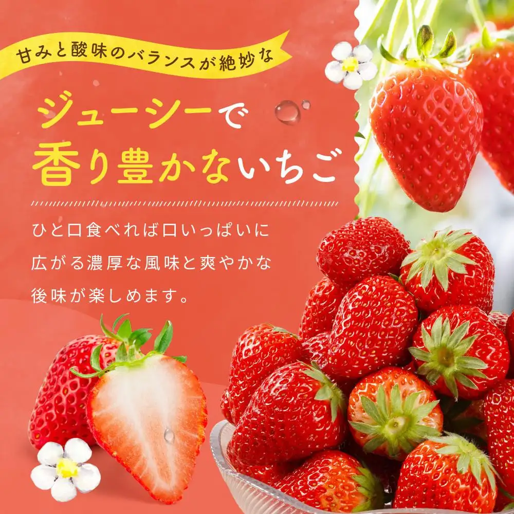 【2027年発送！先行予約】2Lサイズ 静岡いちご「紅ほっぺ」40粒　総重量約600ｇ　【20粒（約300ｇ）×2トレイ】 数量限定　人気　リピート多数