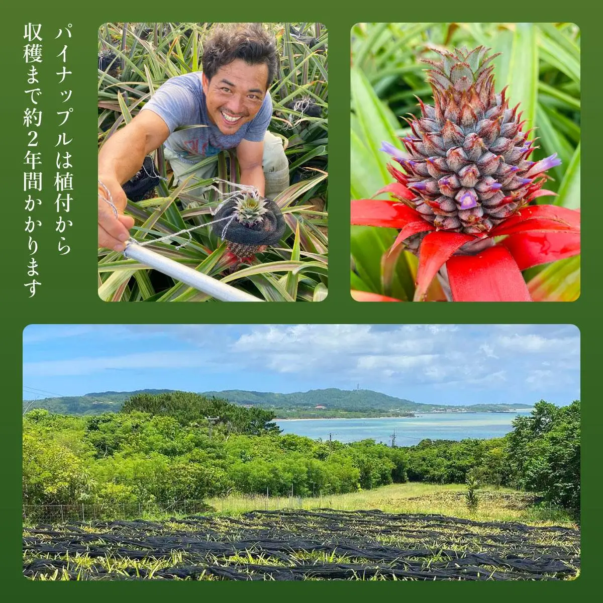 2027年 先行予約 パイナップル【JASオーガニック】ミニピーチ 3kg (7～8玉) 果物 フルーツ