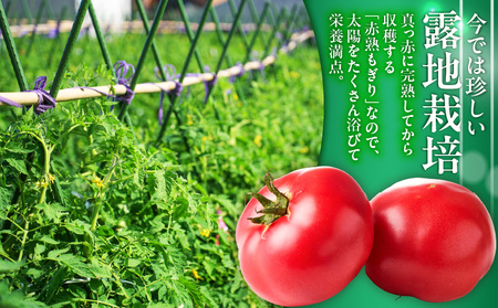 【 数量限定 】1度 飲んだら やみつき ！王様 トマト ジュース「 赤熟 」180ml × 24本 M001-007 飲料