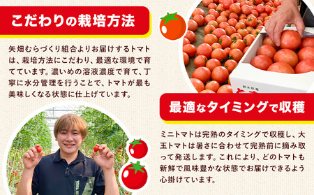 トマト約2kg小箱トマト野菜新鮮矢畑
