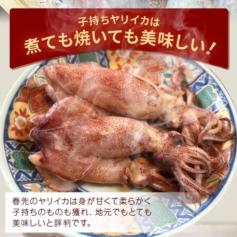 【先行予約】旬の美味しさ 天然 子持ちヤリイカ 500g 以上【2027年3月上旬以降順次発送予定】【子持ちやりいか】 [m36-a041]