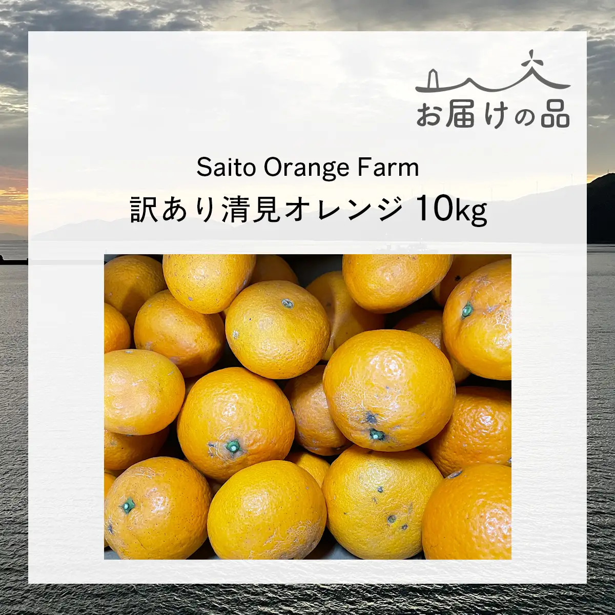 【先行予約】Saito Orange Farmの訳あり清見オレンジ10kg（2027年3月中旬頃より順次発送予定） IKTAQ010