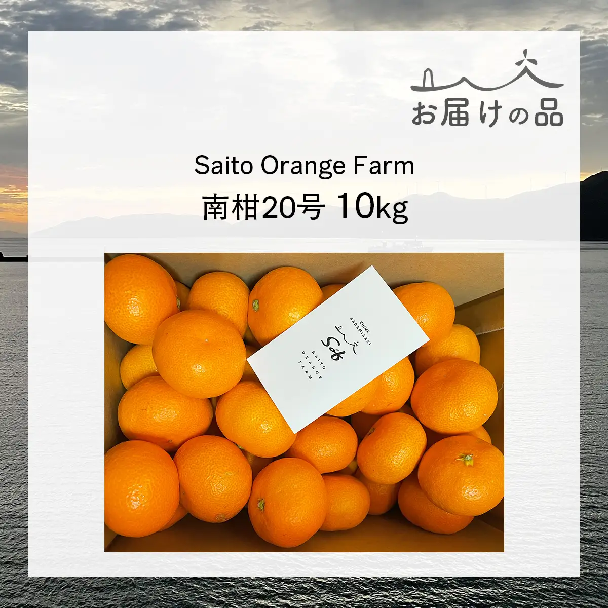 【先行予約】Saito Orange Farmの南柑20号10kg（2026年12月下旬頃より順次発送予定） IKTAQ019