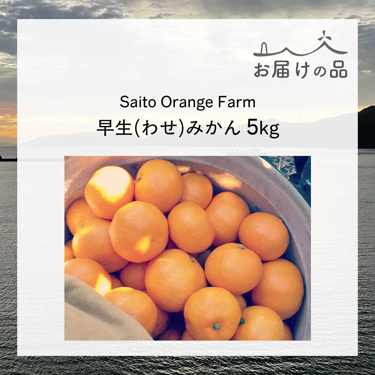 【先行予約】Saito Orange Farmの早生(わせ)みかん5kg（2026年11月下旬頃より順次発送予定） IKTAQ020