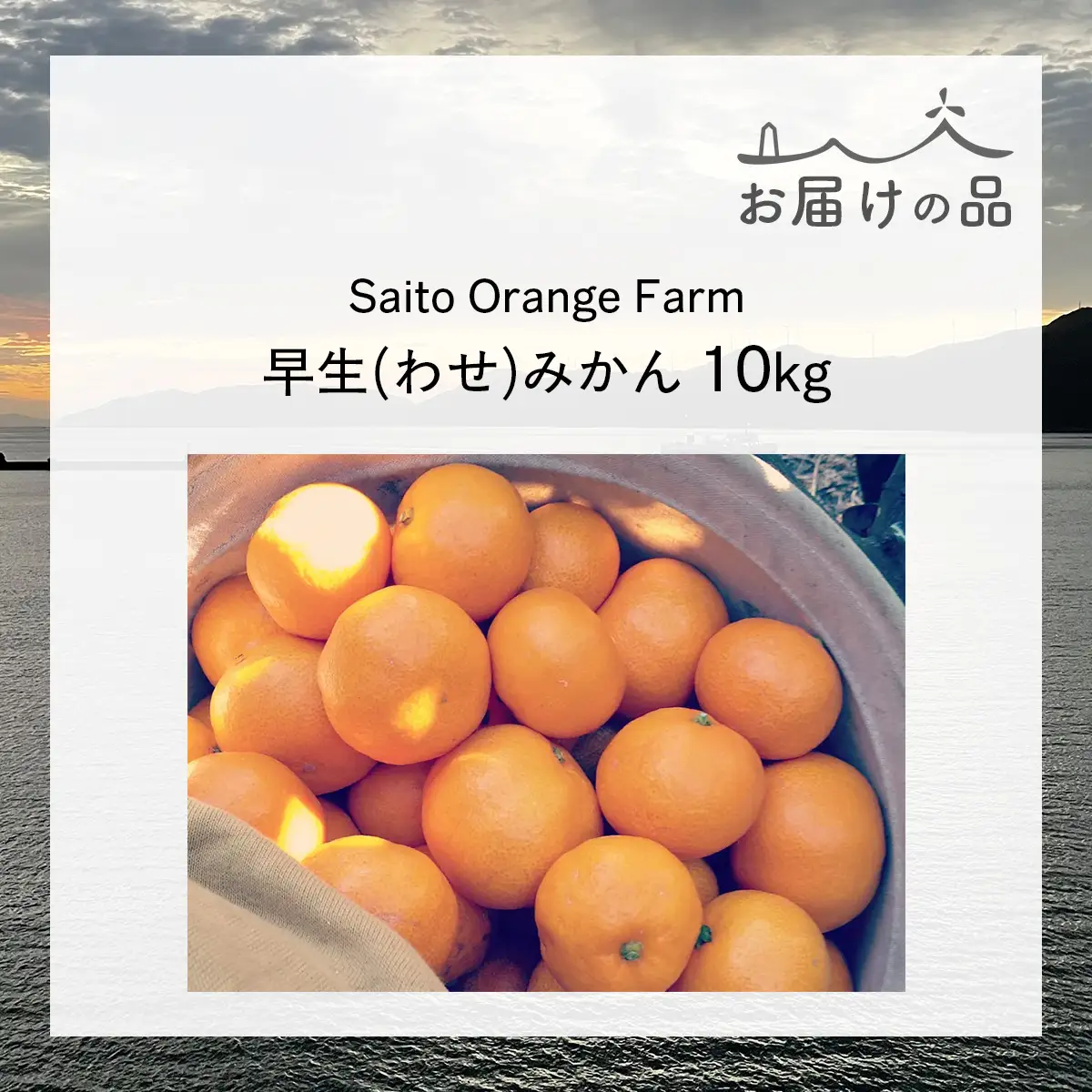 【先行予約】Saito Orange Farmの早生（わせ）みかん10kg （2026年11月下旬頃より順次発送予定） IKTAQ021