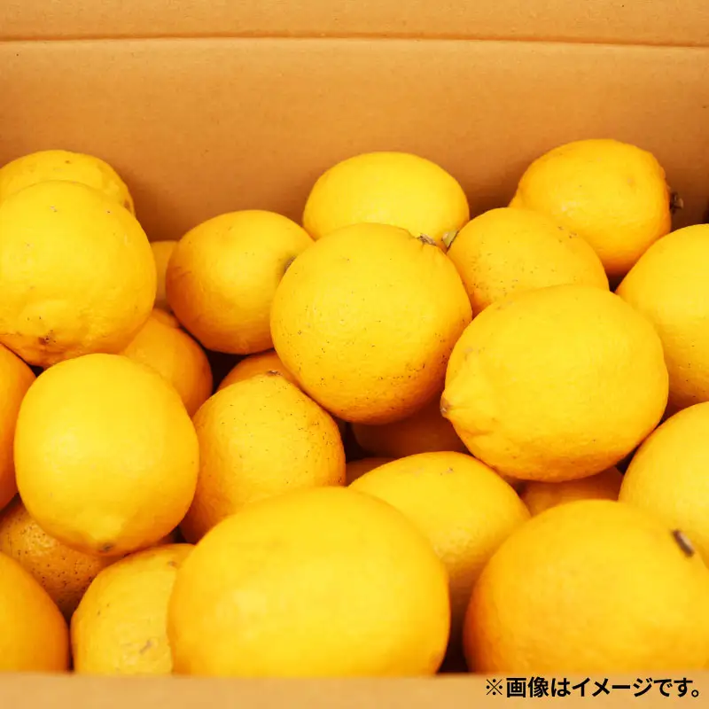 レモン 訳あり レモン 約5kg 南四国ファーム 国産 B010-035019