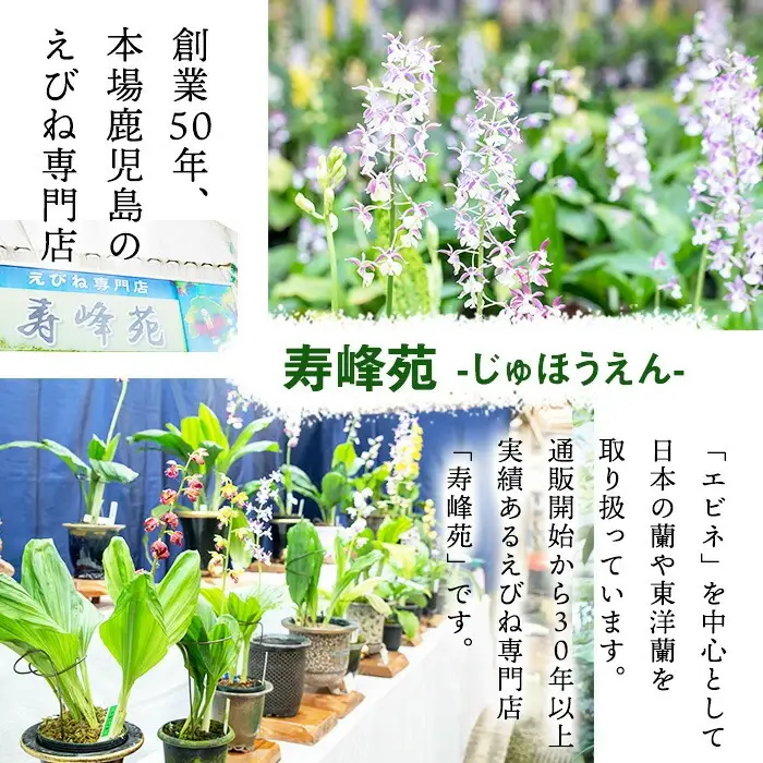 【個数限定】えびね蘭 4本 プラチナコース 開花済 鉢入り【00-045-12】