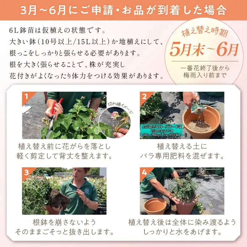 【イングリッシュローズ】デビッド・オースチン ジュード・ジ・オブスキュア6L鉢苗（バラ専用肥料付）【025D-029】