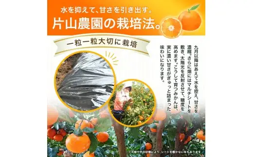 みかん 小玉 3kg / 薄皮で濃い甘さ！完熟由良みかん【こつぶ】和歌山県由良産※2026年11月下旬頃から12月下旬頃に順次発送予定/ 柑橘 ミカン 蜜柑 甘い 由良町 フルーツ 果物 くだもの 食品 人気 おすすめ 産地直送 由良町【ktym004-s-3-fw】