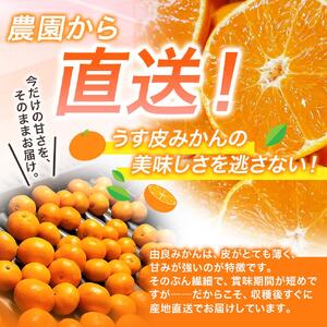 薄皮で濃い甘さ！完熟由良みかん【秀】7.5kg×1箱（混サイズ）和歌山県由良産※2026年11月下旬頃から12月下旬頃に順次発送予定/ 柑橘 ミカン 蜜柑 甘い 由良町 フルーツ 果物 くだもの 食品 人気 おすすめ 産地直送 由良町【ktym004-p-7d5】