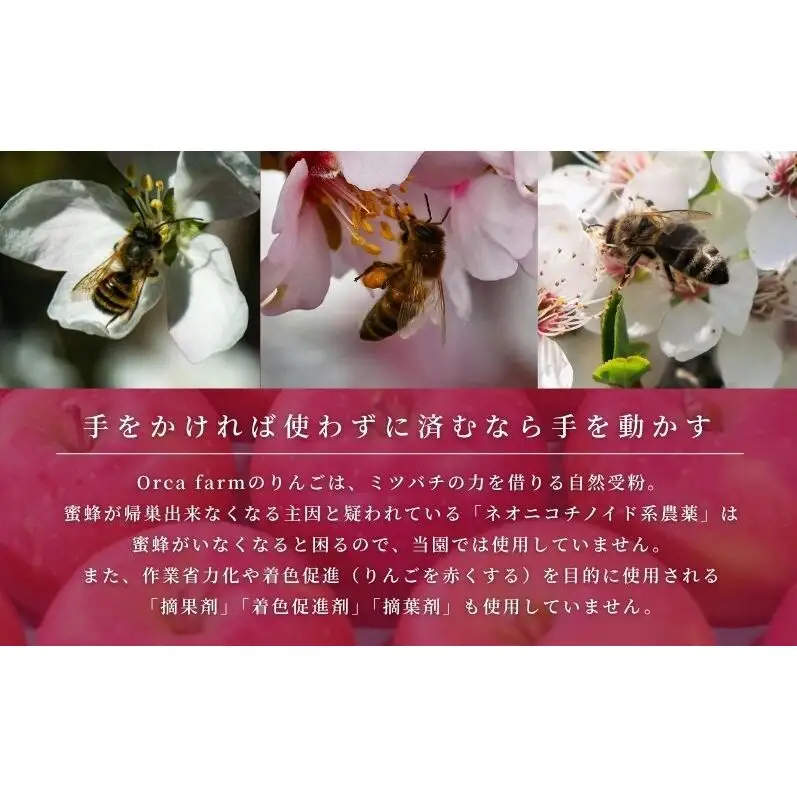 サンふじ 10kg りんご リンゴ 林檎 サンふじ