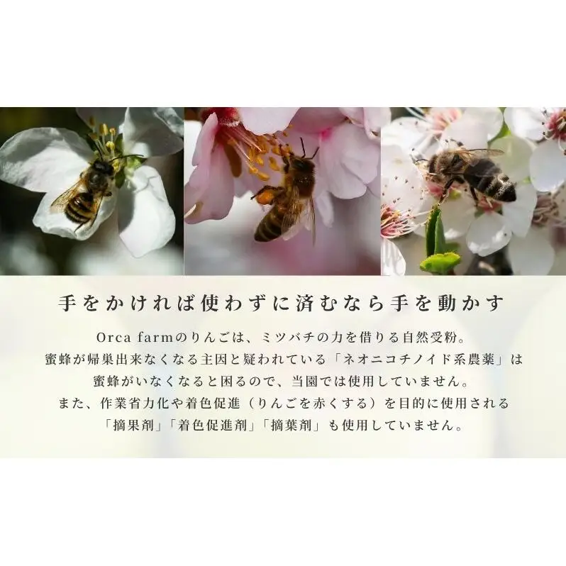 りんご ぐんま名月 5kg りんご