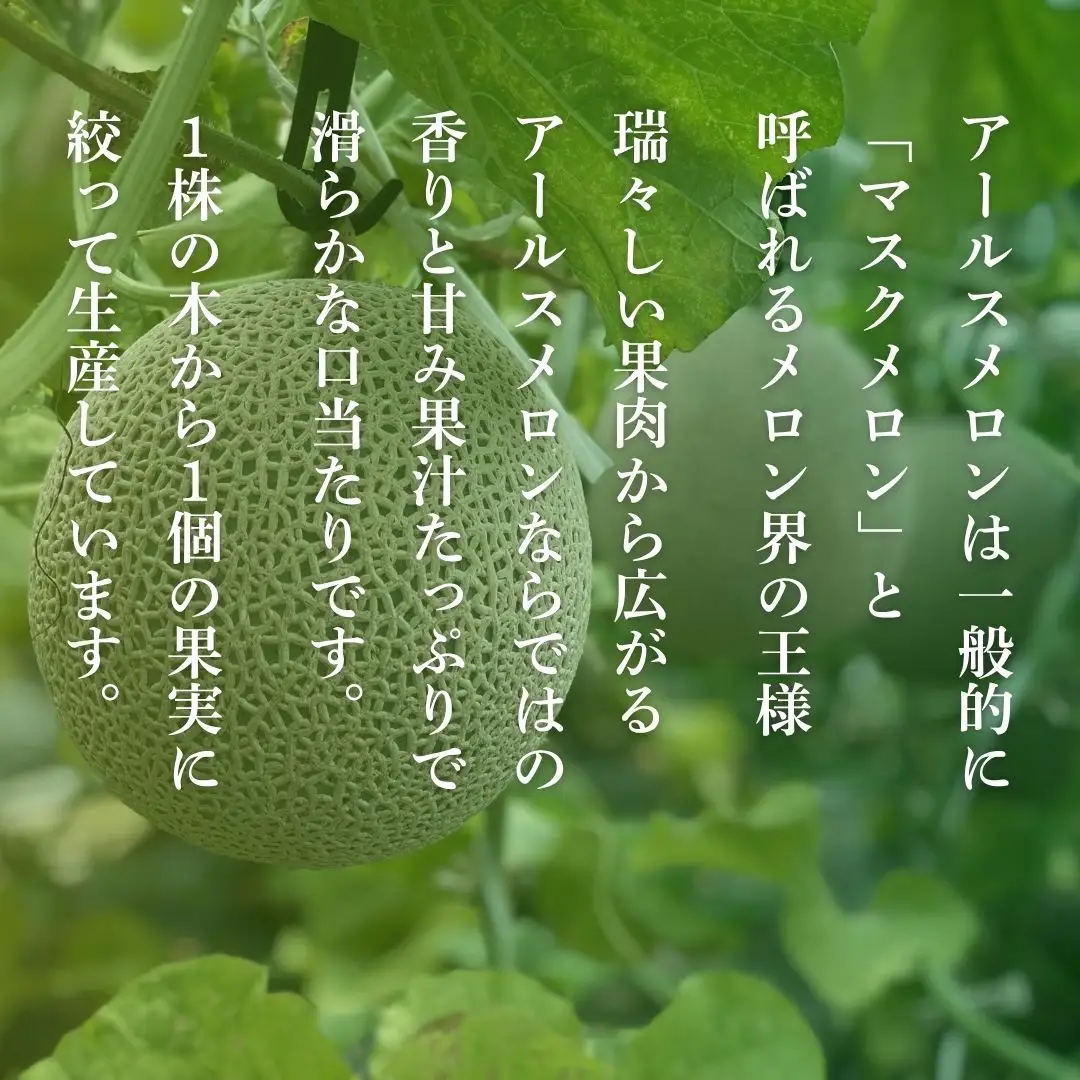 【先行予約】アールスメロン「ありがとう」の文字入り 1玉1.5㎏以上 化粧箱入り マスクメロン