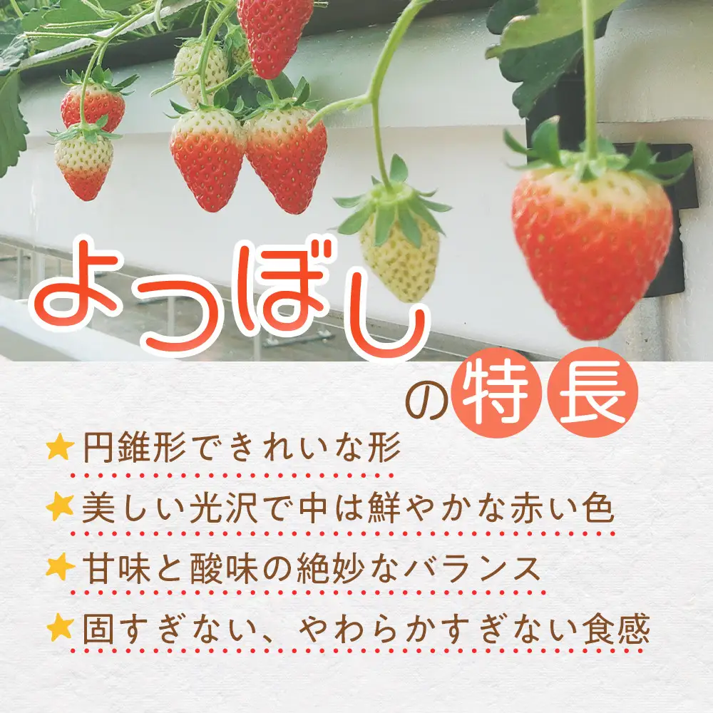 【先行予約！】2027年1月以降順次発送　よつぼし いちご　200g×4