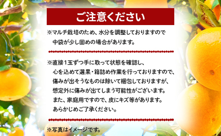 【2026年9月より順次配送】訳あり(家庭用) サイズお任せ グリーンみかん 10㎏ 小玉 みかん be-0120
