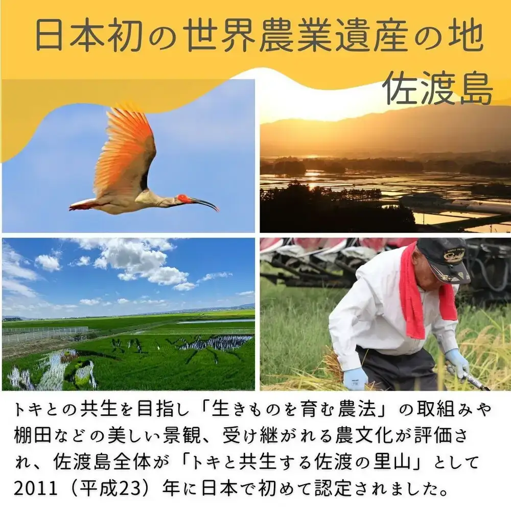 【新潟県佐渡】国仲平野産コシヒカリ＜数量限定・生産地域限定＞ 令和7年産 精米【無洗米】5kg 送料無料