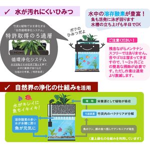 せせらぎビオトープ　25cm型基本+照明セット（ガジュマル＋他1種）