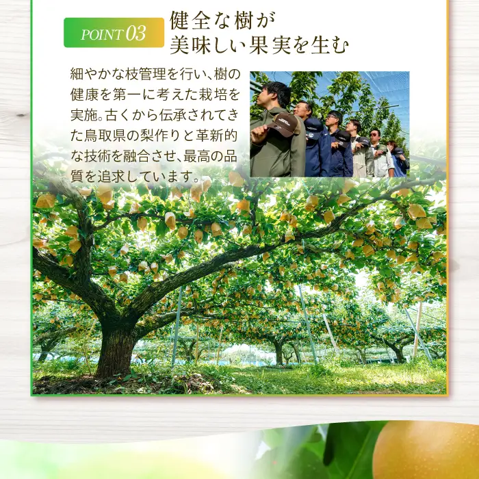 新甘泉3kg箱(鳥取県大山町産梨)【梨 新甘泉 赤秀 先行予約 季節限定 赤梨 3kg 5玉～8玉 なし 贈答用 期間限定 果物 フルーツ くだもの 数量限定】