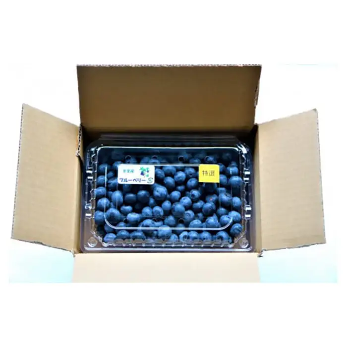 完熟ブルーベリー500g（生果）＜期間限定＞【ブルーベリー王国美里町からお届け！】  [No.174]