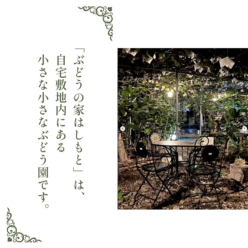 無農薬 ジベレリン処理なし種ありぶどう お楽しみボックス 計約2kg  [No.205]