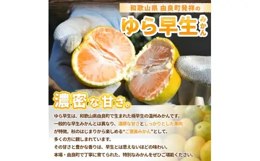ゆら早生みかん 2kg / 柑橘 和歌山県 由良町 極早生 早生 早生みかん 柑橘 甘い 完熟 密柑 人気 おすすめ くだもの 果物 フルーツ  農家直送 産地直送 ※2026年10月中旬頃～10月下旬頃に順次発送予定【nktn003-r-2】