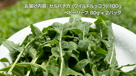 セルバチカ (ワイルドルッコラ) 100g と ベビーリーフ (80g × 2パック)