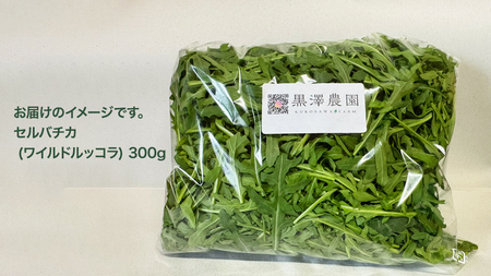 つくばみらい市 で栽培した セルバチカ ( ワイルドルッコラ ) 300g