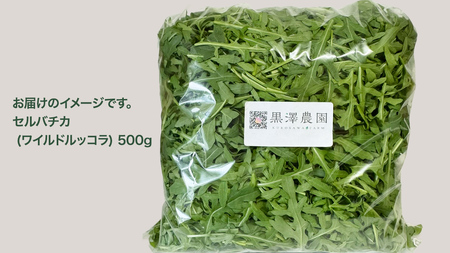 つくばみらい市 で栽培した セルバチカ ( ワイルドルッコラ ) 500g