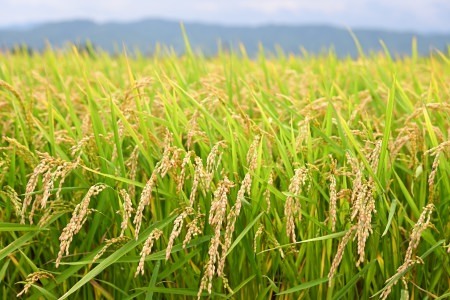 北海道奈井江町　特別栽培米　ゆめぴりか　5kg