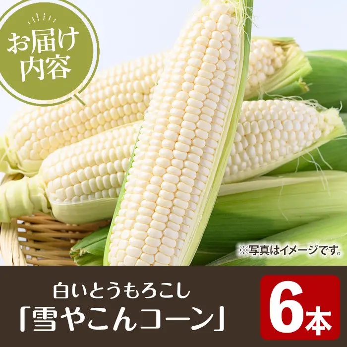＜先行予約受付中！2026年11月下旬以降順次発送予定＞白いとうもろこし「雪やこんコーン」(6本) 国産 トウモロコシ 玉蜀黍 ホワイト コーン 野菜 糖度 夏 イネ科 数量限定 期間限定 【うとさんち】akn067-13