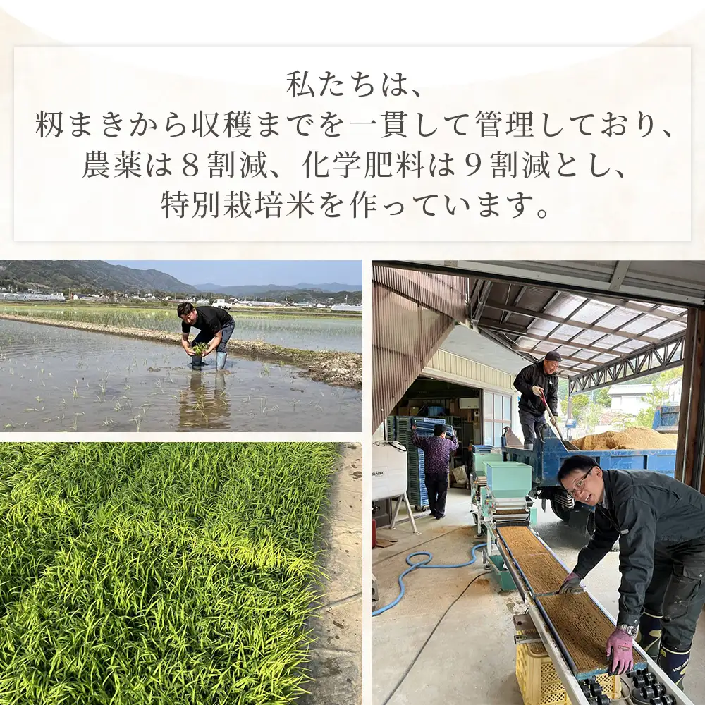 【令和8年8月下旬発送】特別栽培米 ミルキークイーン ５ｋｇ ミルキークイーン sr-0002