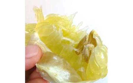 【先行予約】土佐文旦 文旦 訳あり 大玉入り 10kg 10キロ 3L?L 〈2027年2月?発送〉ぶんたん  フルーツ  みかん 果物  柑橘類  家庭用  お取り寄せ 国産【松岡ぶんたん園】 [BQBE002]
