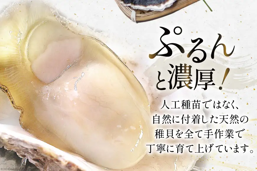 牡蠣 細島天照岩牡蠣 2kg 殻付き 【期間限定発送】