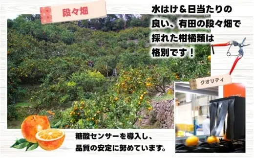 はっさく 5kg+250g（痛み補償分） 家庭用 光センサー / 八朔 訳あり 甘い 和歌山 有田 柑橘 ※1月上旬〜4月下旬頃に順次発送予定 ※北海道・沖縄・離島への配送不可 【ikd021-c-5C】