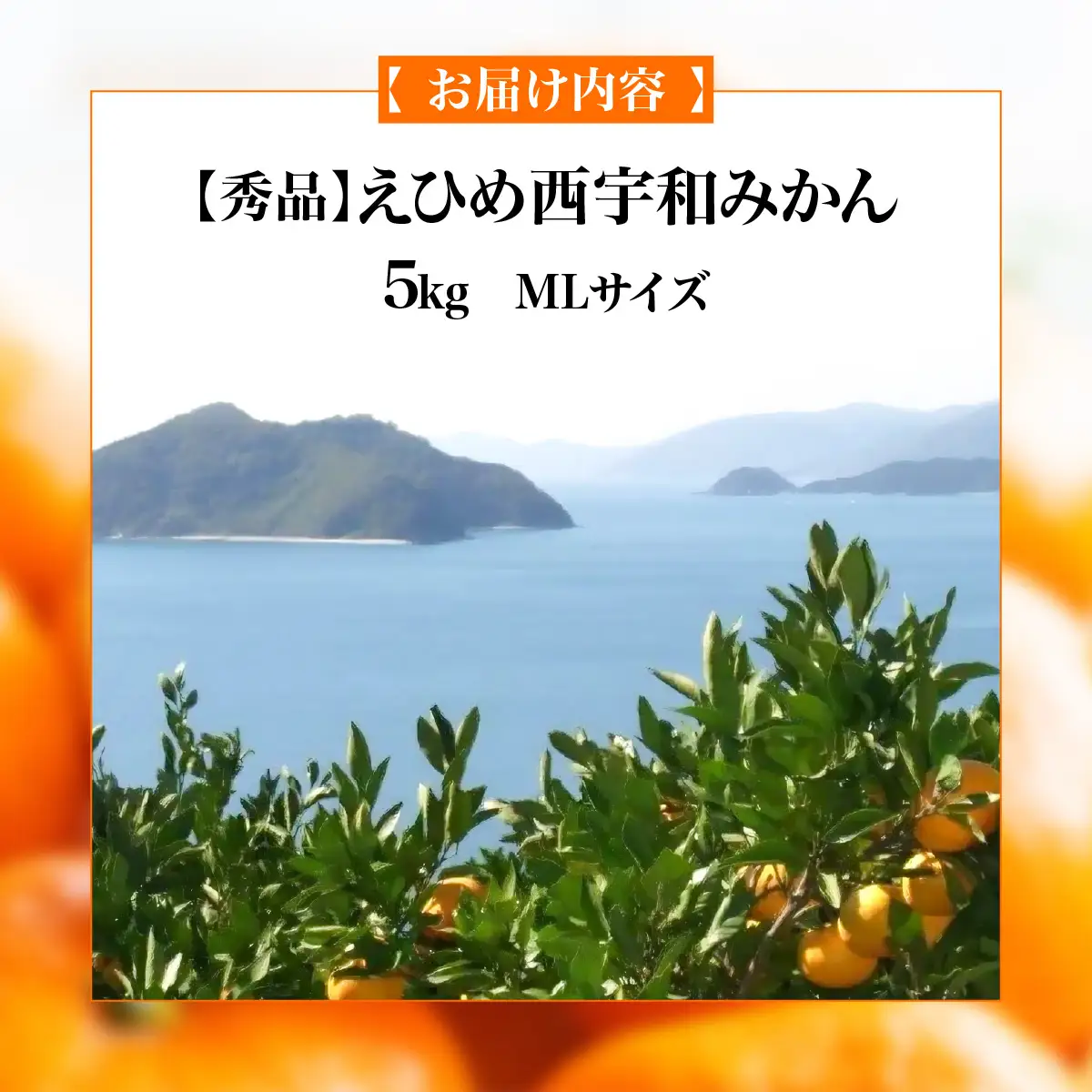 【先行予約】【秀品】えひめ西宇和みかん 5kg（MLサイズ）※離島への配送不可（2026年11月上旬頃より順次発送予定） IKTAR001