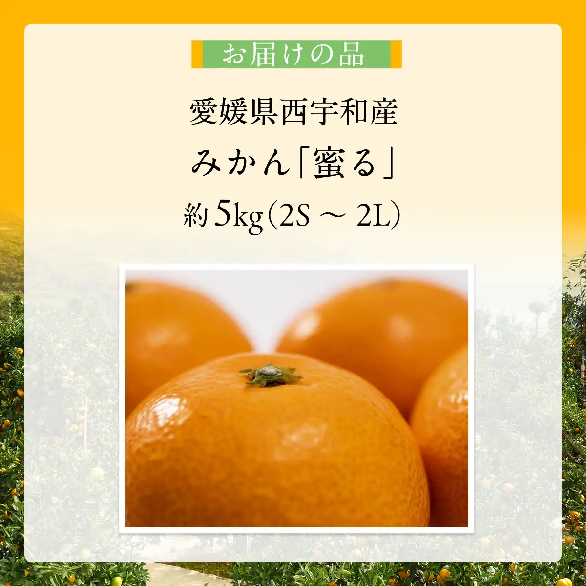 JAにしうわ みつる共選 「蜜る」5kg（2S～2L）2.5kg×2箱 ※離島への配送不可（2026年11月中旬より順次発送予定） 【 柑橘 ミカン みかん 蜜る 生果 】 IKTBC012