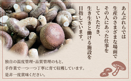 【遠州どまんなかしいたけ】 生しいたけ 約400g 椎茸 産地直送 国産 料理 素材 出汁 日本料理 就労支援 福祉 静岡 袋井