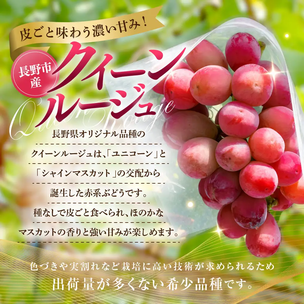 【2027年9月上旬～10月中旬発送　先行予約】クイーンルージュ(R)1.5kg　2-3房 | ぶどう フルーツ 果物 ぶどう