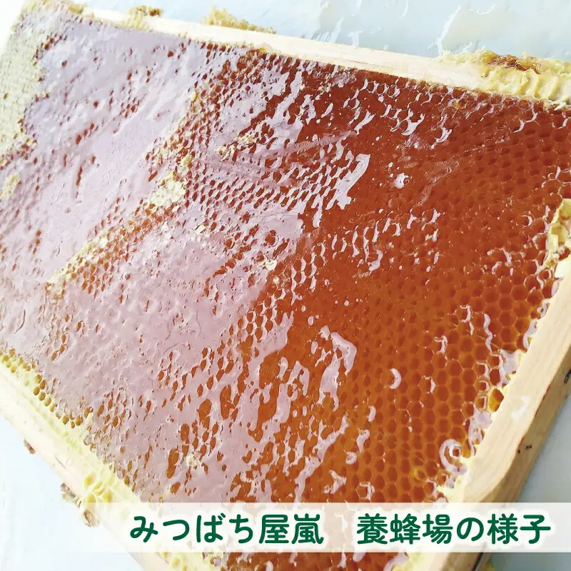 国産蜂蜜 500g みつばち屋嵐 国産蜂蜜 F010-129002