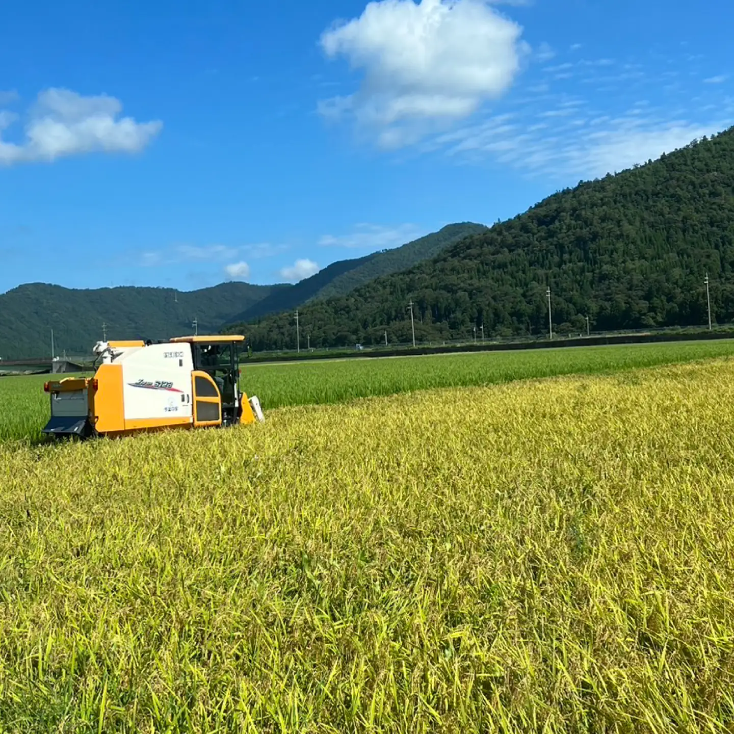 【 先行予約 /11月以降発送】 【令和8年産】 特別栽培米 福井県産 ふくむすめ 10kg お米 白米 ミルキークイーン 小浜市 / 今富の宝[BFCI006]