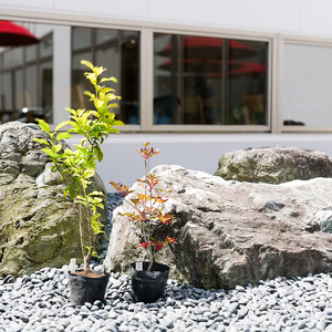 BS180_シンボルツリーセット 花 苗 植物 家庭菜園 花壇 プランター ガーデニング