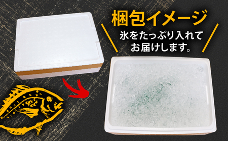真鯛 3尾 宇和海産 神経締め こもこもShop お刺身 お刺身 D035-186005